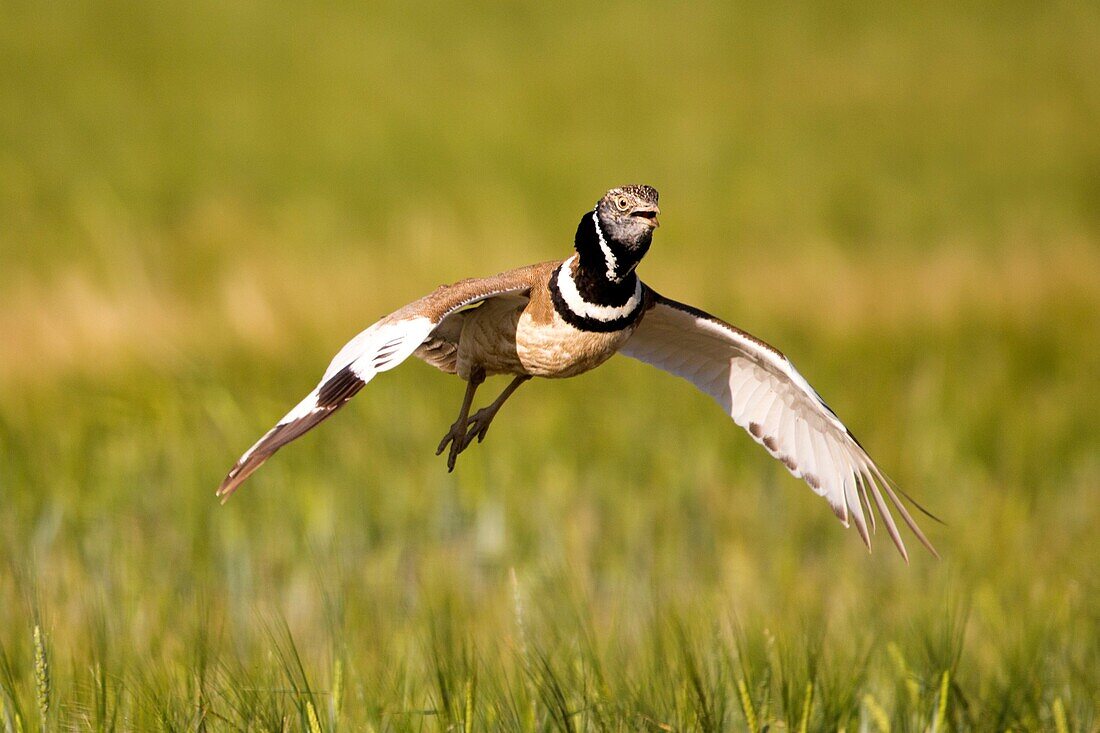 Europe, Spain, Catalonia, male Little bustard (Tetrax tetrax), displaying in a field with poppies.