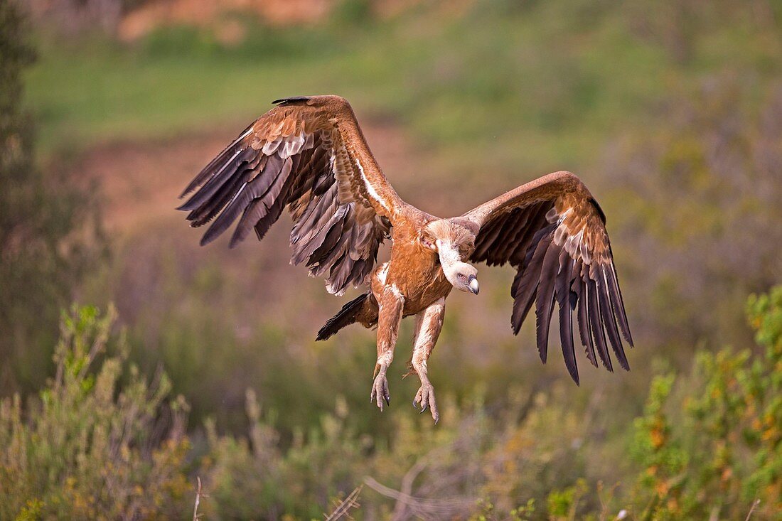 Europe, Spain, Province of Lleida, Eurasian Griffon Vulture (Gyps fulvus), landing.
