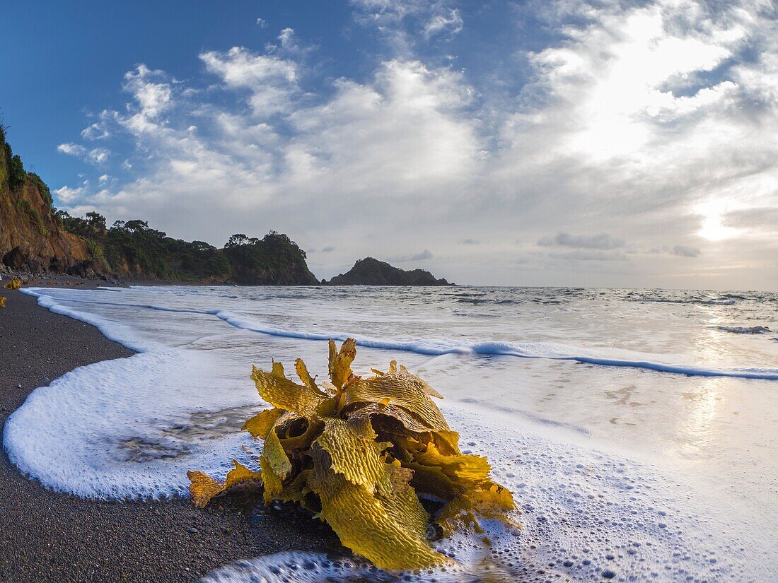 Waves washing kelp over beach at sunrise. Dolphin Bay, Tutukaka, Northland, New Zealand, South Pacific Ocean.