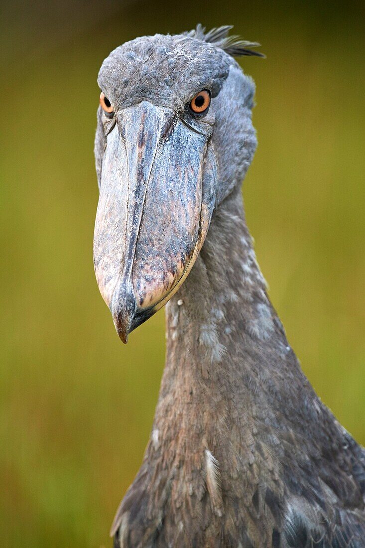 Whale headed / Shoebill (Balaeniceps rex) portrait. Swamps of Mabamba, Lake Victoria, Uganda.