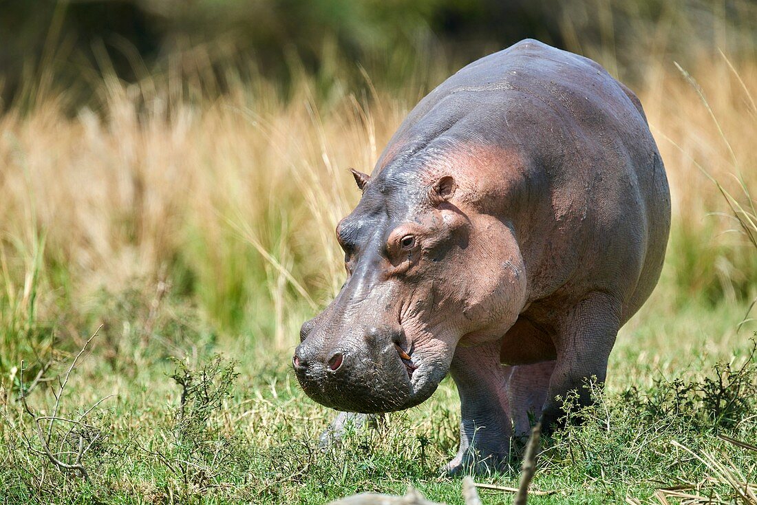 Hippopotamus grazing (Hippopotamus amphibius) Murchisson Falls National Park, Uganda.
