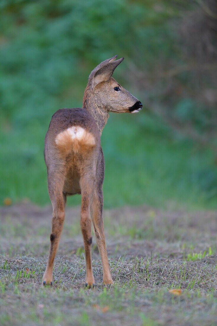 Roe Deer, Capreolus capreolus, late summer, Germany, Europe.