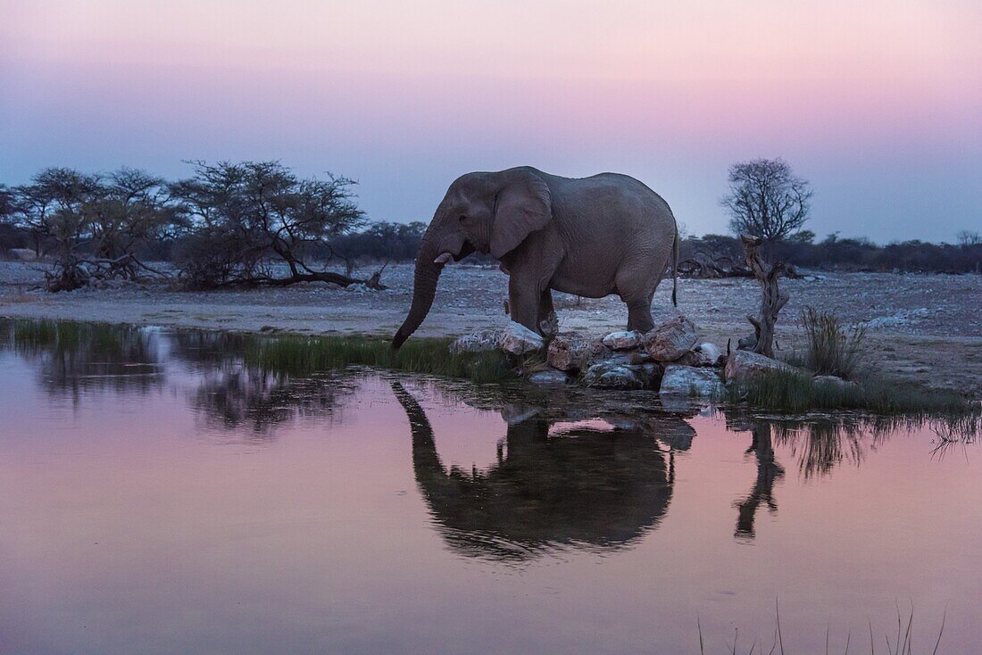 African elephant (Loxodonta africana) drinking savannah at sunset. Ethosa National Park. Namibia. Africa