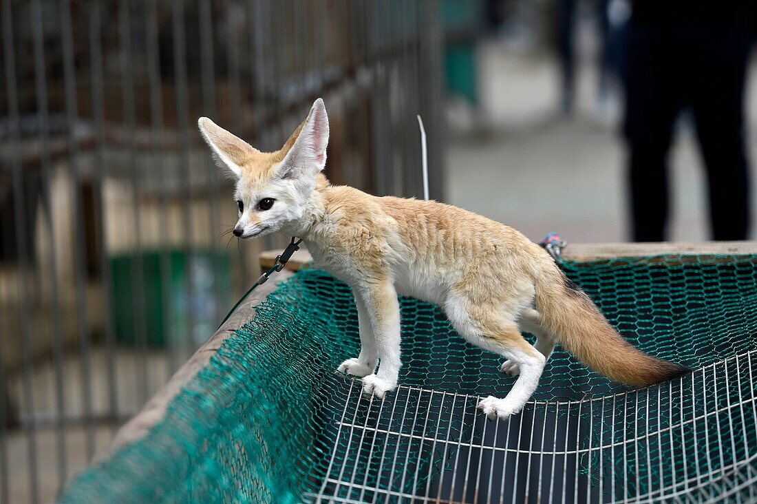 Young fox, Hallim Park, Jeju island, South Korea.