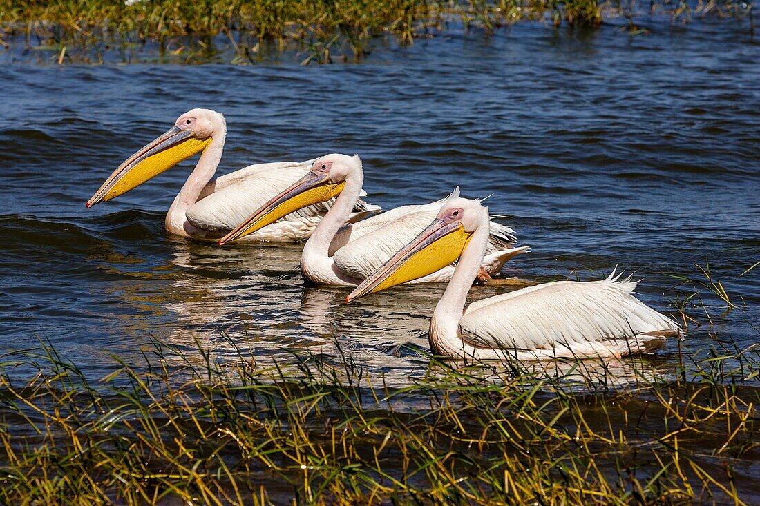 Great White Pelicans On Lake Awassa, Ethiopia.