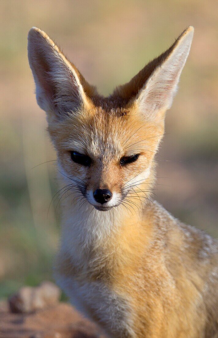 Cape Fox (Vulpes chama), Kgalagadi Transfrontier Park, Kalahari, South Africa.