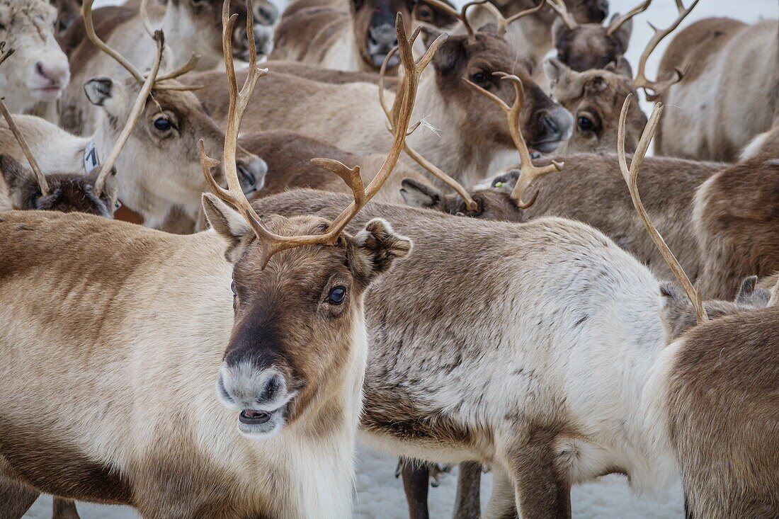 Reindeer herd, Reindeer herding, The Laponian Area, a World Heritage Location, Northern Sweden.