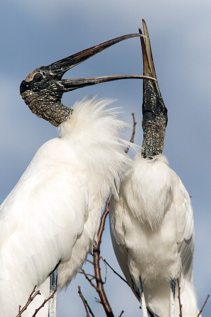 Wood Storks Courtship Behavior - Wakodahatchee Wetlands, Delray Beach, Florida, USA.