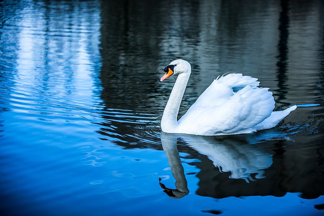 Höckerschwan (Cygnus olor)