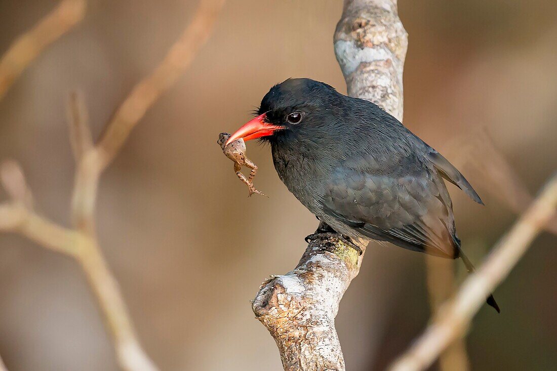 Black-fronted Nunbird (Monasa nigrifrons), Reserva natural Palmari, Brazil.