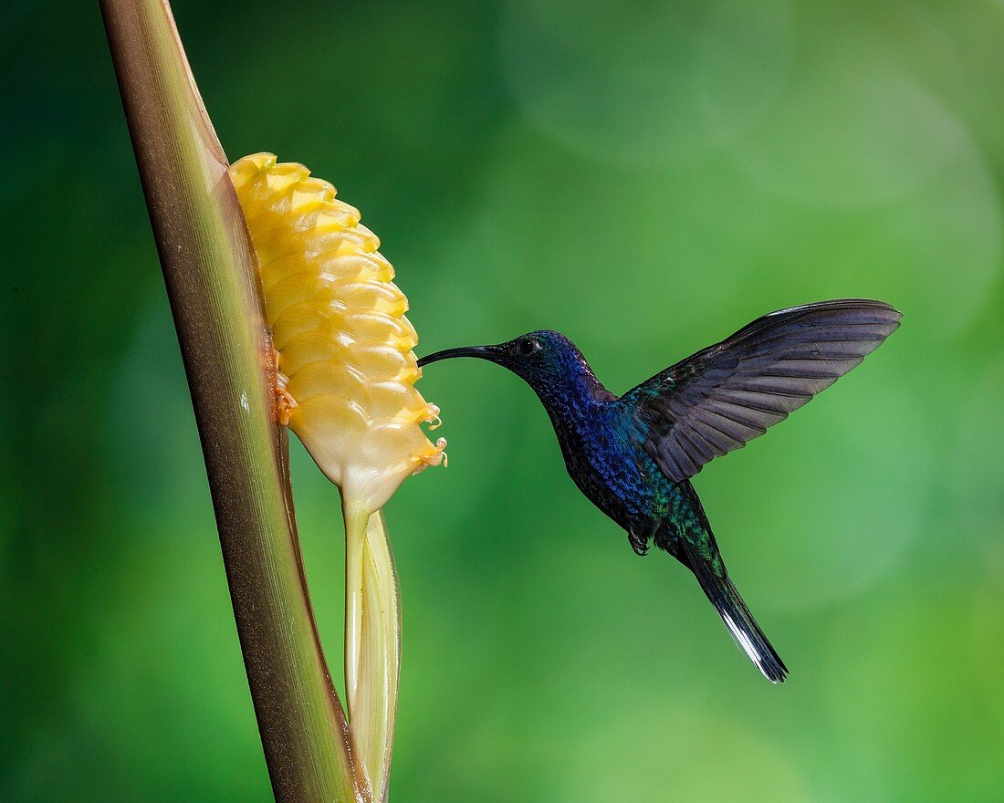 The Violet Sabrewing Hummingbird, Campylopterus hemileucurus, is a very large hummingbird native to southern Mexico and Central America as far south as Costa Rica and western Panama. It is an important pollinator of heliconias and bananas. Photographed in