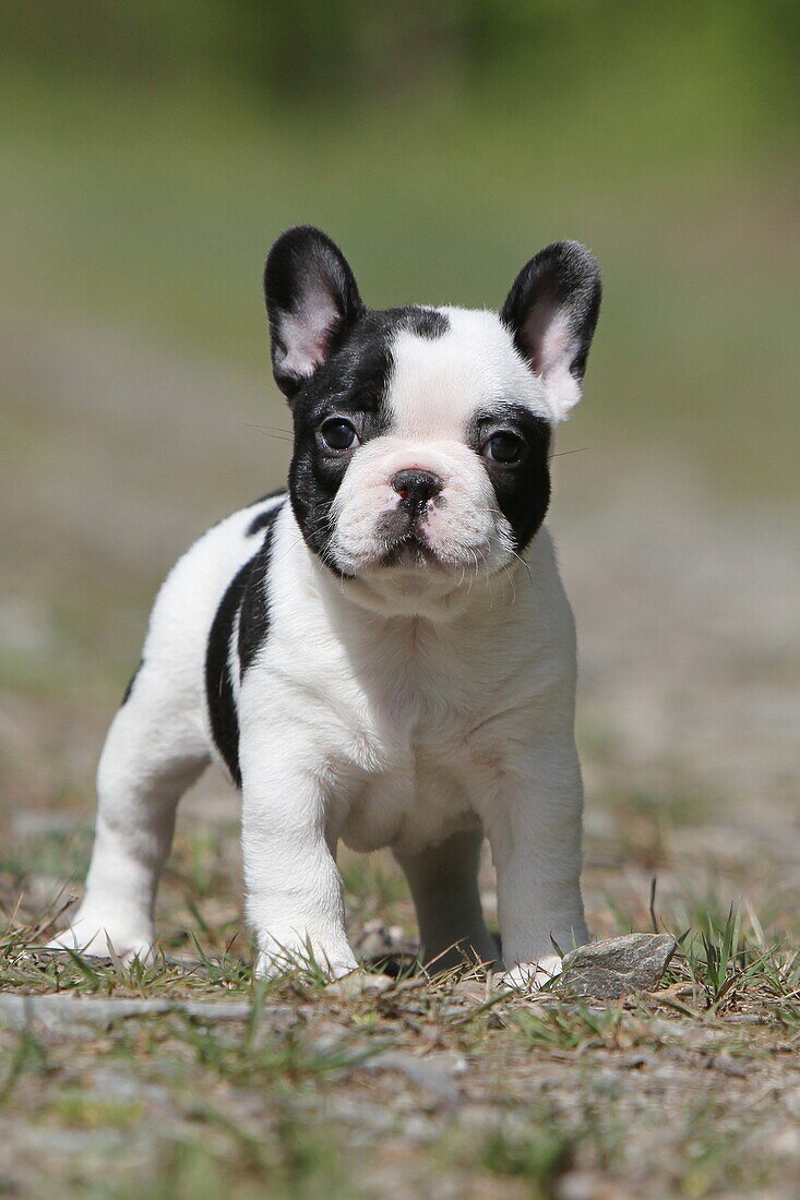 Dog French Bulldog puppy standing on the ground