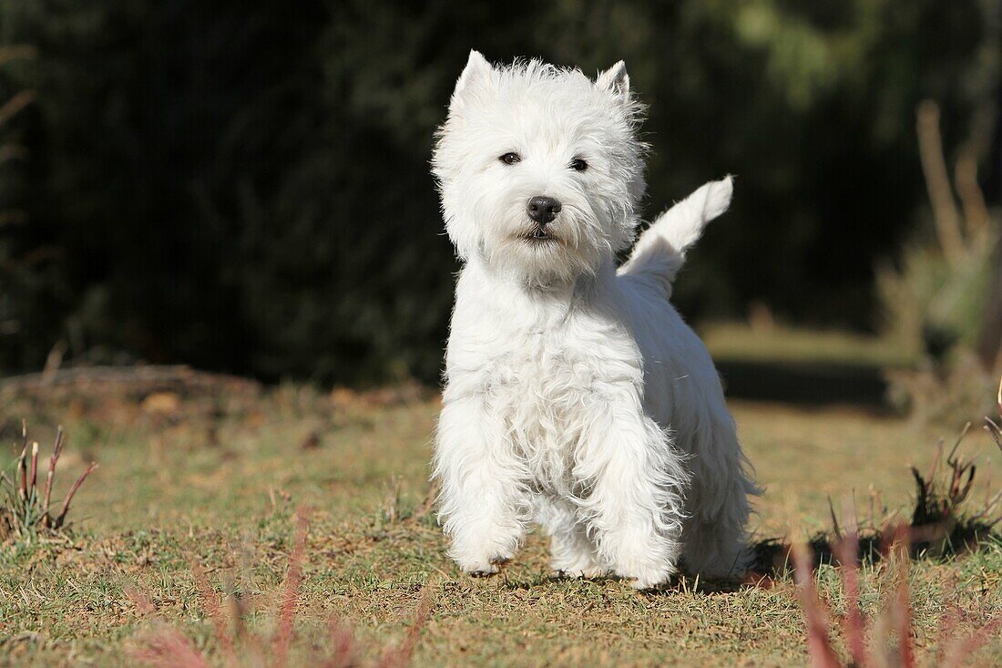 Dog West Highland White Terrier Westie