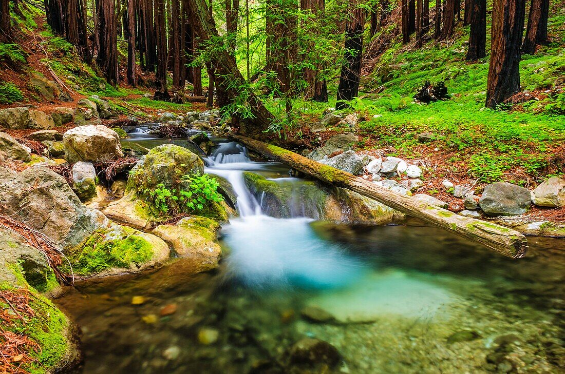 Hare Creek and redwoods, Limekiln State Park, Big Sur, California USA.