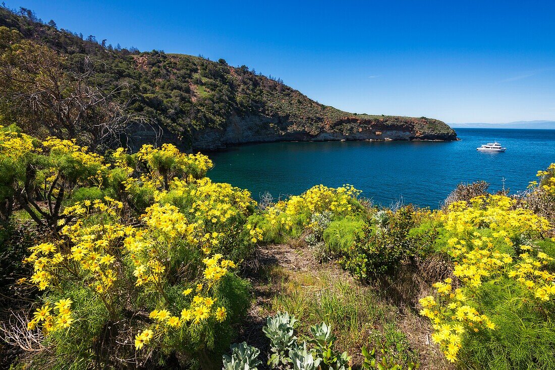 Wildflowers at Pelican Bay, Santa Cruz Island, Channel Islands National Park, California USA.