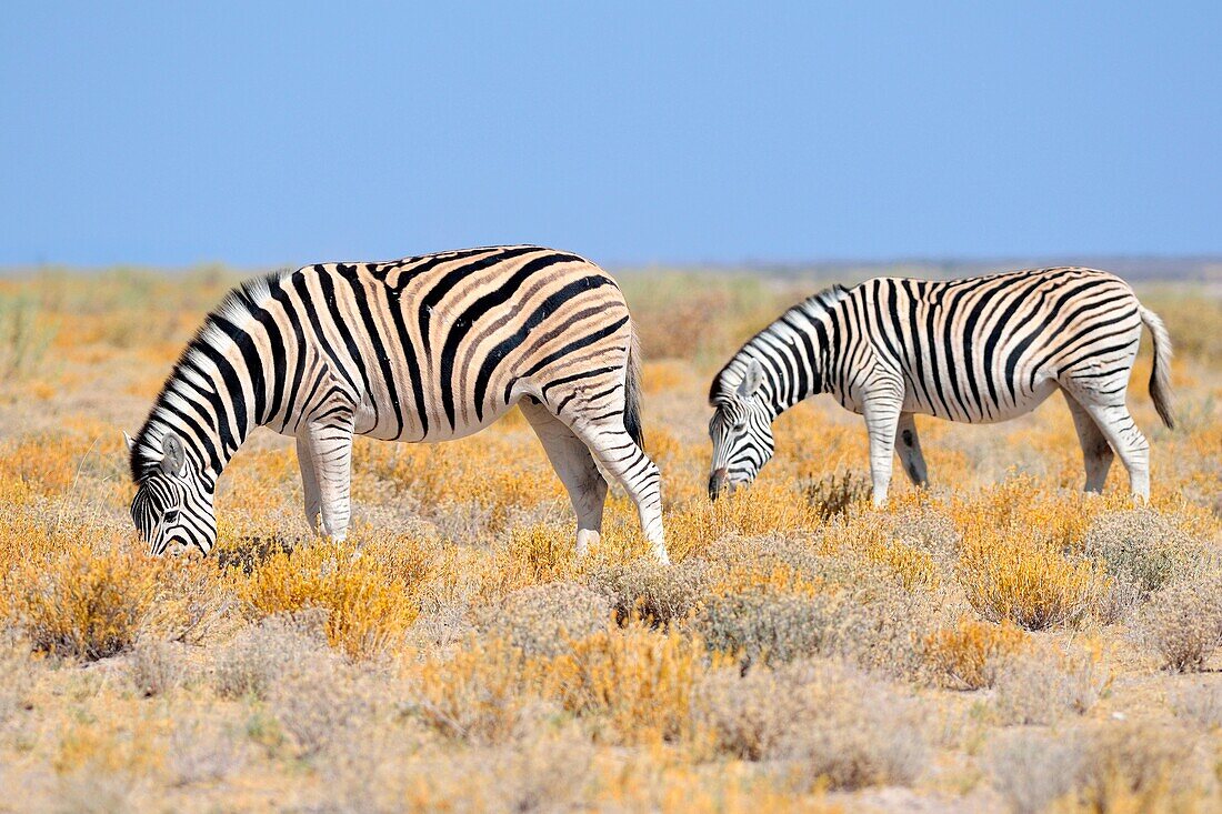 Burchell's zebras (Equus quagga burchellii), grazing, in the arid steppe, Etosha National Park, Namibia, Africa.