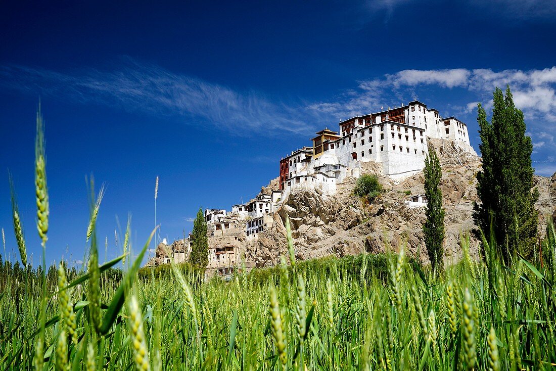 India, Jammu and Kashmir State, Himalaya, Ladakh, Indus valley, Buddhist monastery of Spituk and green barley fields