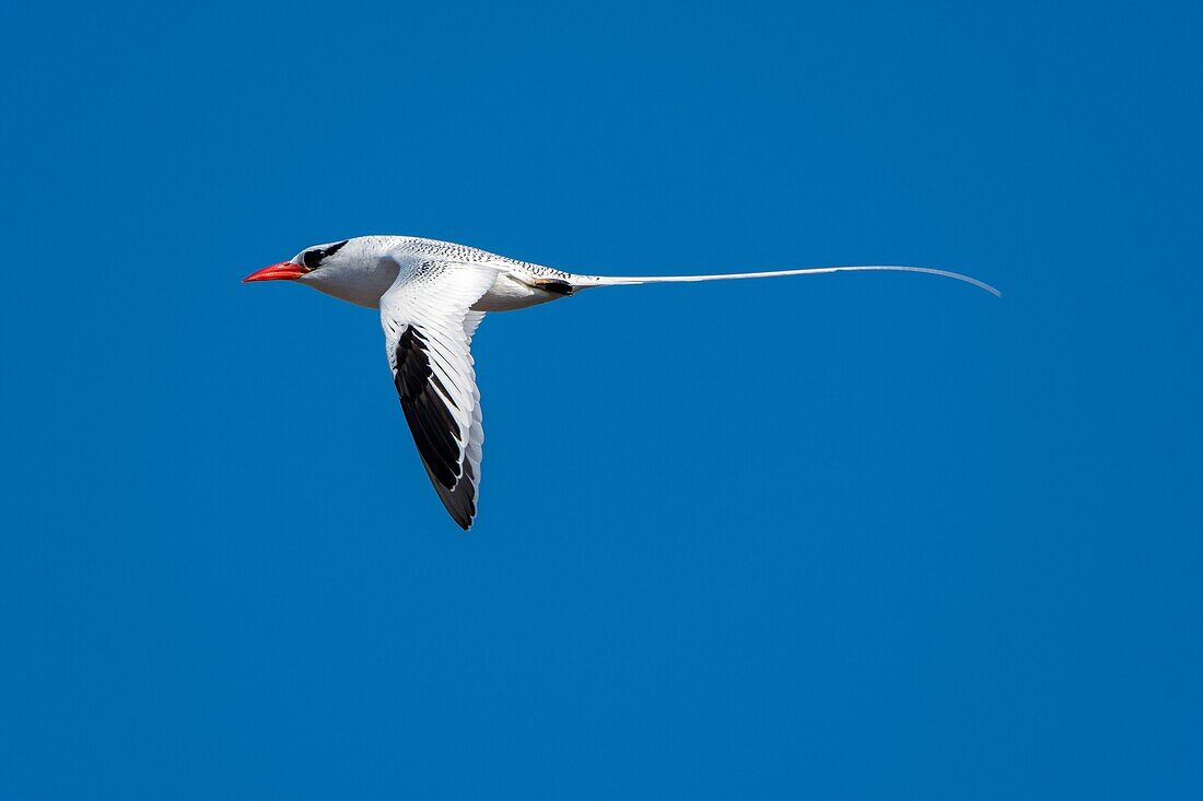 A Red-billed tropicbird (Phaethon aethereus mesonauta) is flying over Genovesa Island (Tower Island) in the Galapagos Islands, Ecuador.