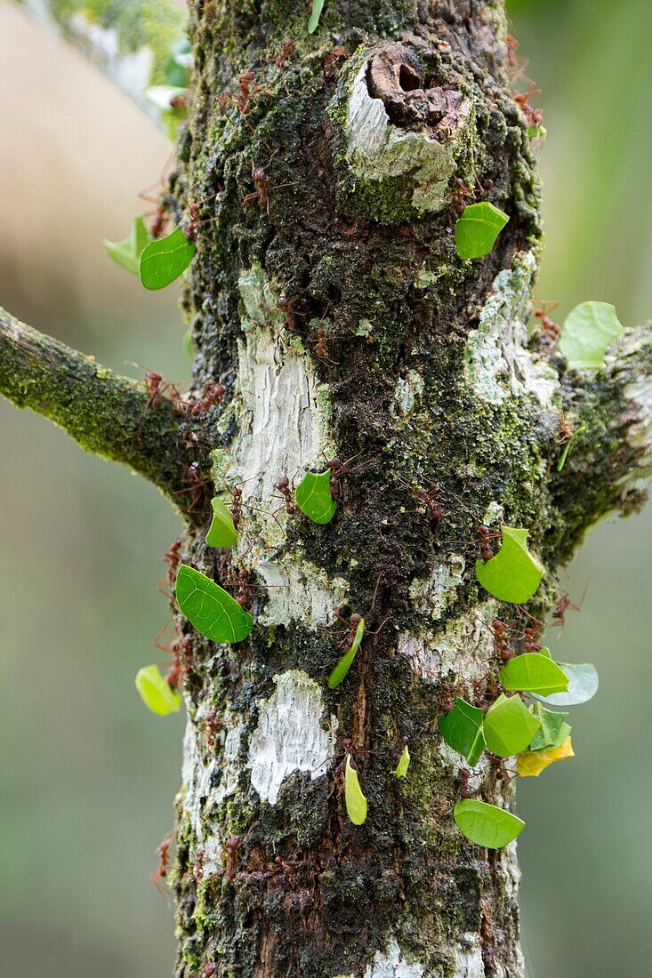 Leafcutter ants carry sections of leaves larger than their own bodies in order to cultivate fungus for food at their colony in the rain forest near La Selva Lodge near Coca, Ecuador.