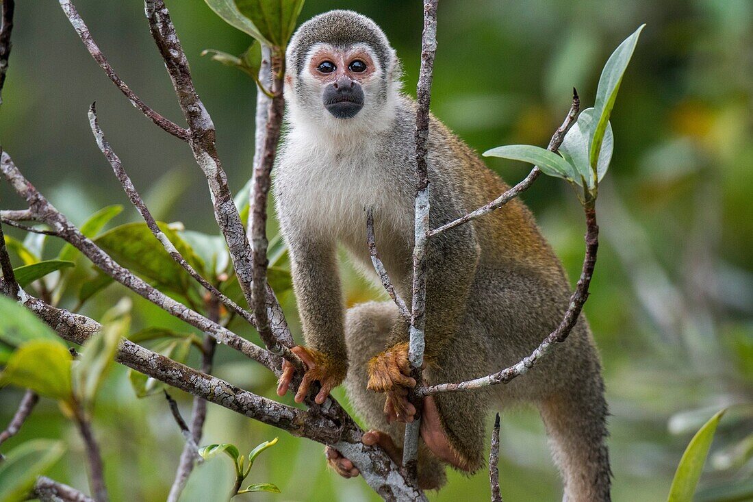 A Squirrel monkey in a tree in the rain forest near La Selva Lodge near Coca, Ecuador.