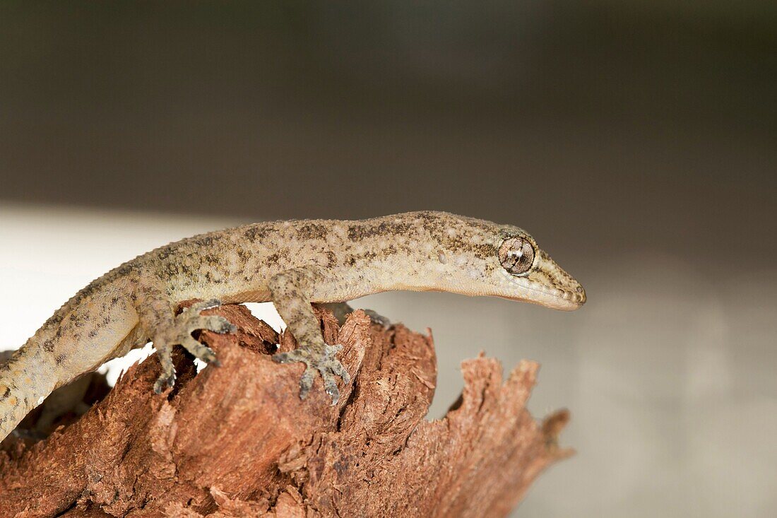 Leaf toed gecko, Hemidactylus parvimaculatus, Bhoramdeo Wildlife Sanctuary, Chhattisgarh. Medium sized gecko seen under boulders in forests and in tree hollows.