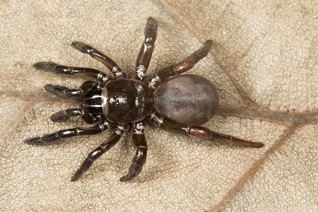 Trapdoor spider, Idiops sp., Barnawapara WLS, Chhattisgarh. Idiops is a spider genus in the family Idiopidae. The species are found in South America, Africa, South Asia and the Middle East.