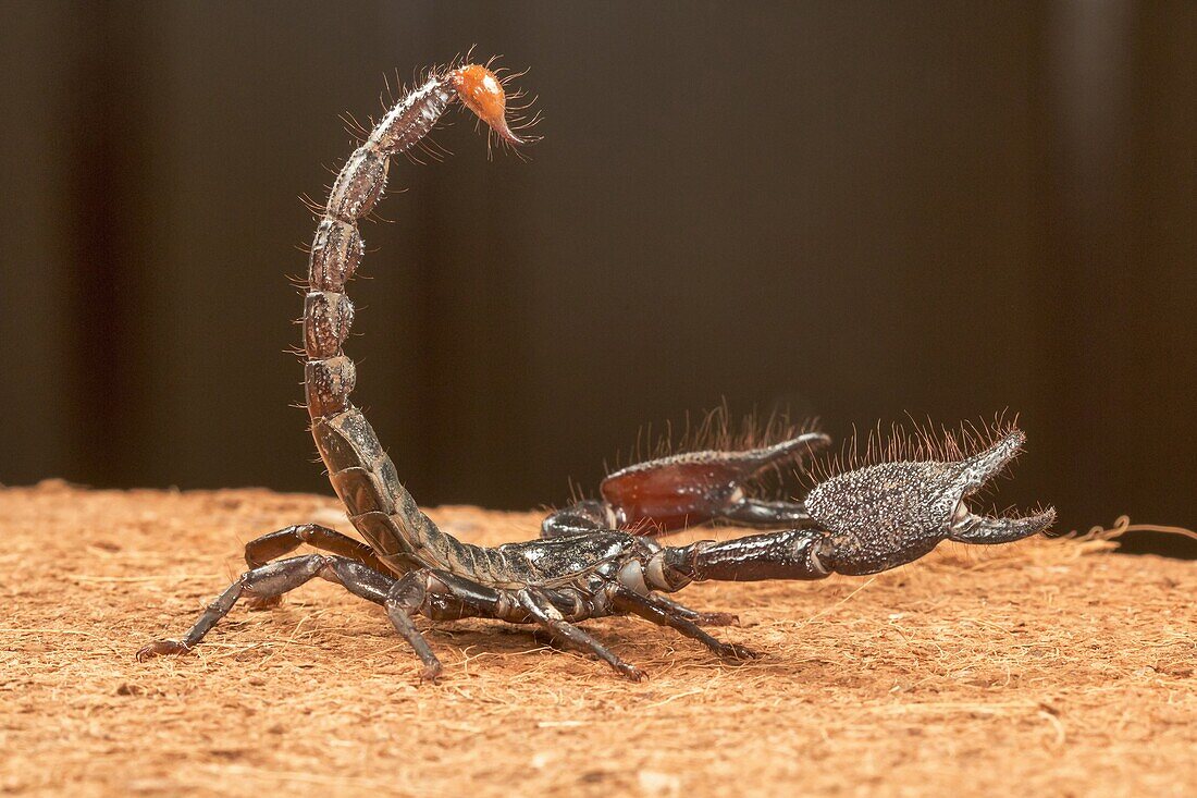 Burrowing scorpion, Heterometrus sp. , Udanti Tiger Reserve, Chhattisgarh. Large scorpion with massive pincers. Male has markedly larger pincers than the female. Common.