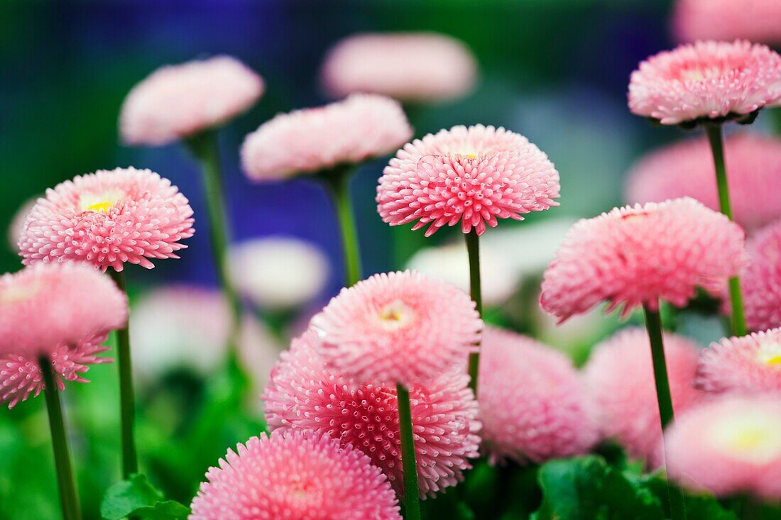 Bellis perennis 'Bellissima Rose'