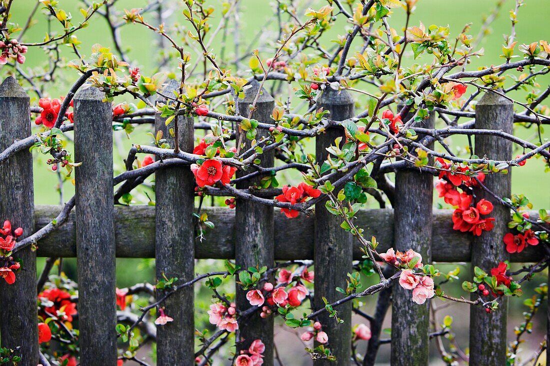 Japanese Quince growing over old wooden fence