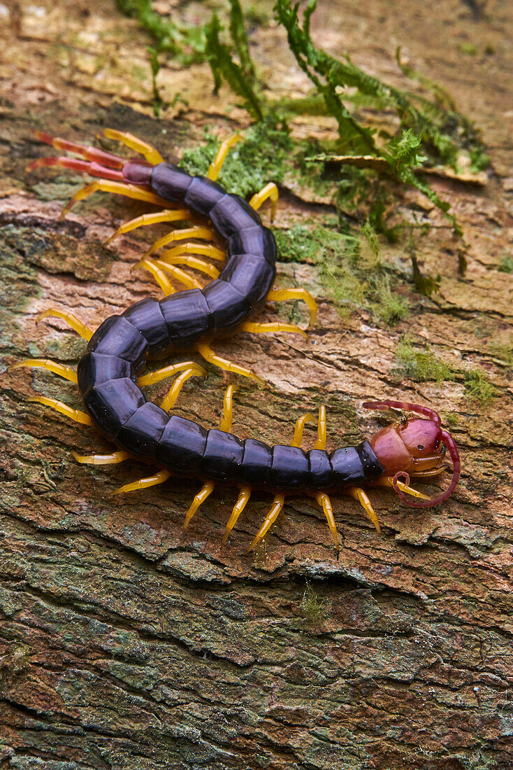 Centipede (Scolopendra sp), Yasuni National Park, Ecuador