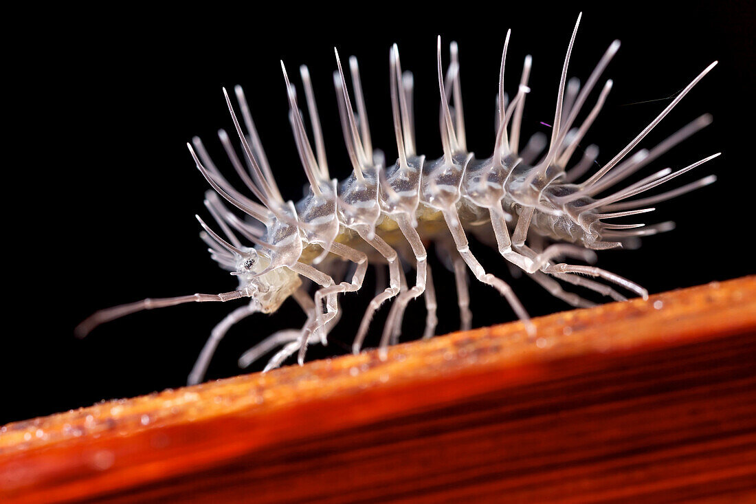 Woodlouse (Calmanesia sp), Mananara Nord National Park, Madagascar