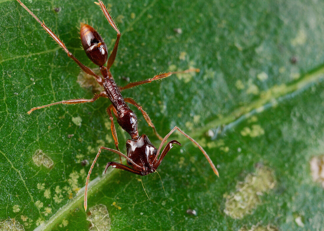 Ant (Odontomachus sp), Cat Tien National Park, Vietnam