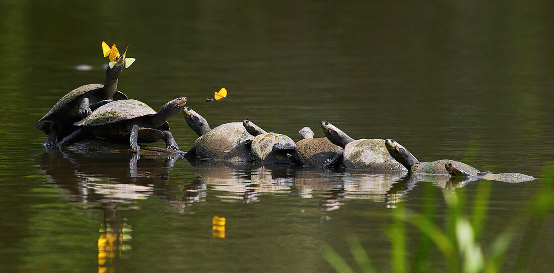 Yellow-spotted Amazon River Turtle (Podocnemis unifilis) group basking, Yasuni National Park, Ecuador