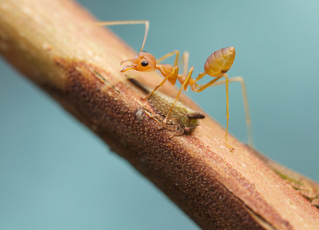 Green Tree Ant (Oecophylla smaragdina) guarding treehopper, Angkor Wat, Cambodia