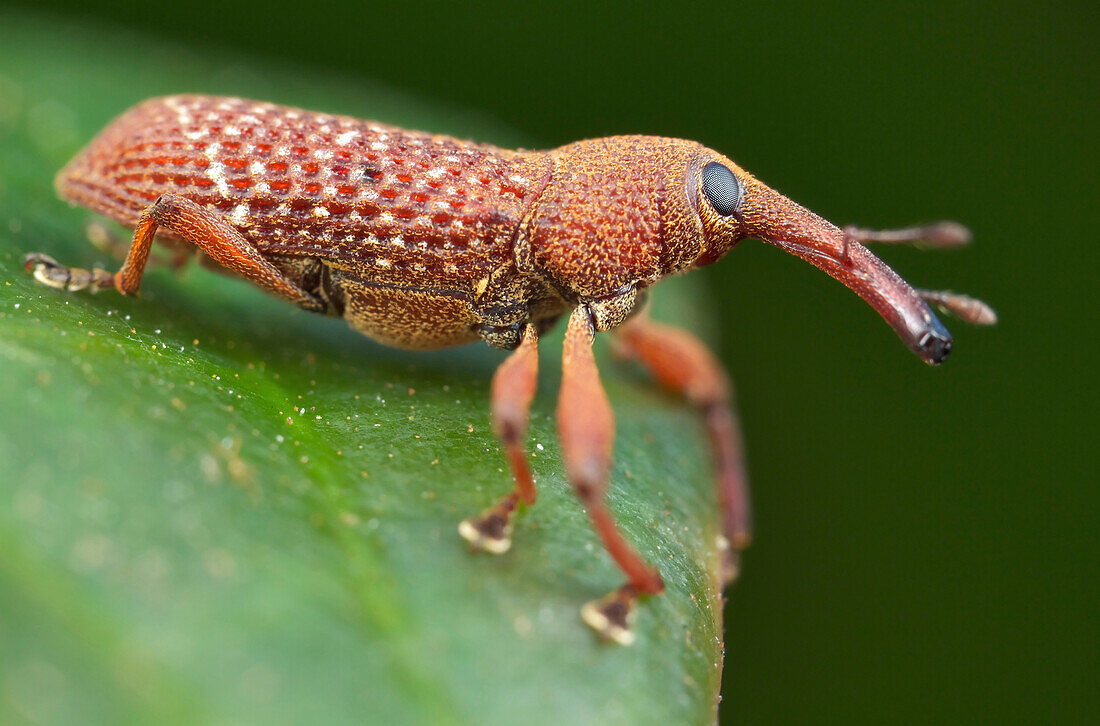 True Weevil (Curculionidae), Danum Valley Conservation Area, Sabah, Borneo, Malaysia