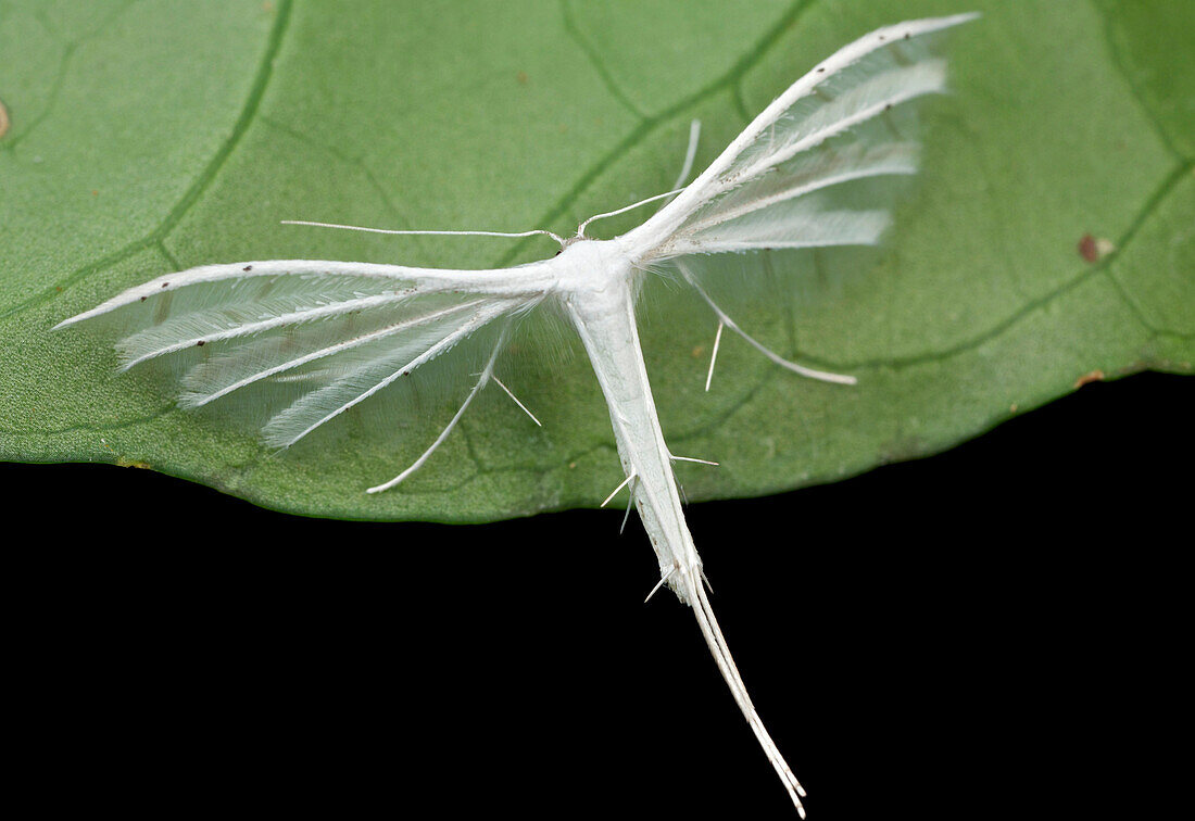 White Plume Moth (Pterophorus pentadactyla), Mount Isarog National Park, Philippines