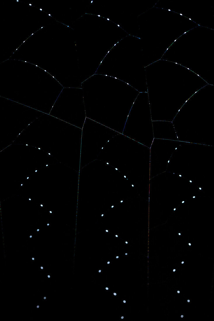 Spider web, Gunung Leuser National Park, Sumatra, Indonesia