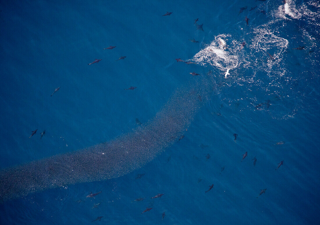 Pacific Bluefin Tuna (Thunnus orientalis) group feeding on Northern Anchovies (Engraulis mordax), San Clemente Island, California