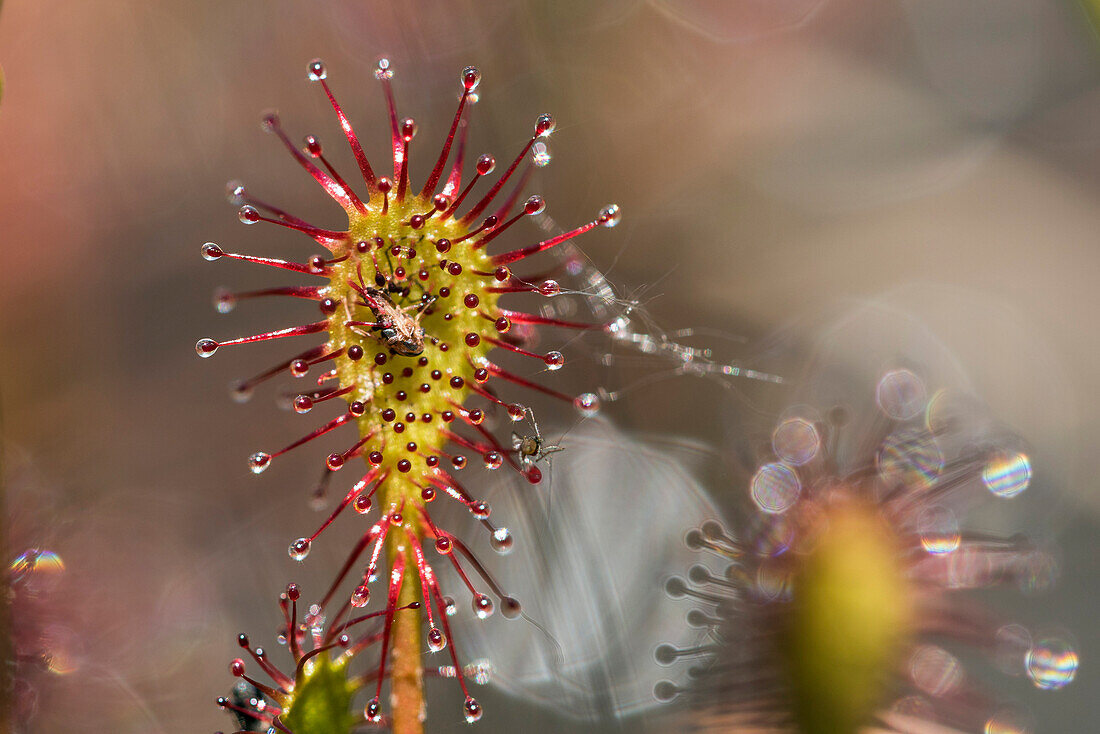 Oblong-leaved Sundew (Drosera intermedia) with prey, Bavaria, Germany