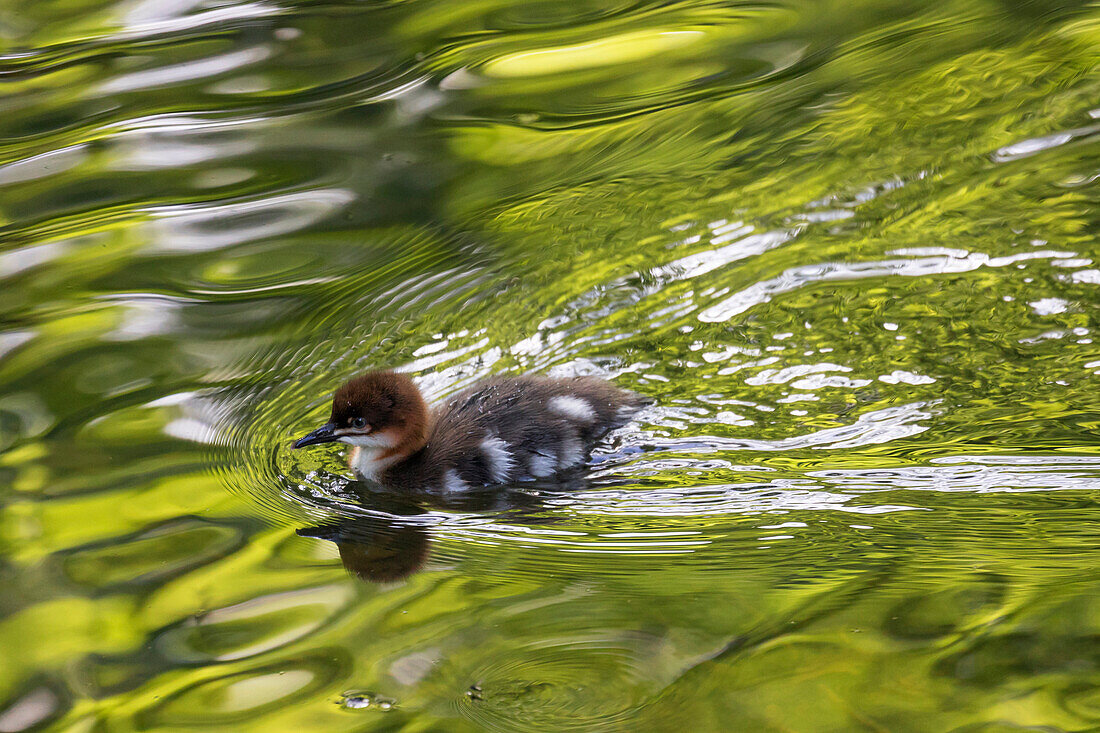 Common Merganser (Mergus merganser) chick swimming, Upper Bavaria, Germany