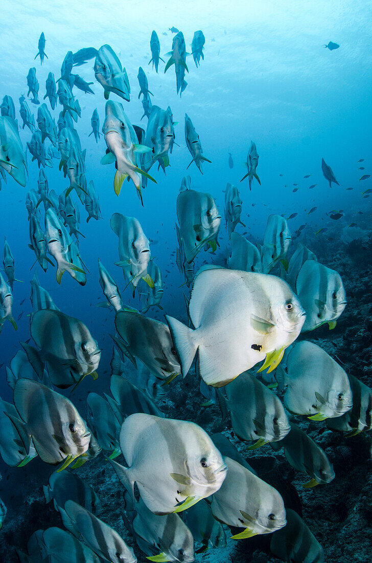 Longfin Batfish (Platax teira) school, Raja Ampat Islands, Indonesia