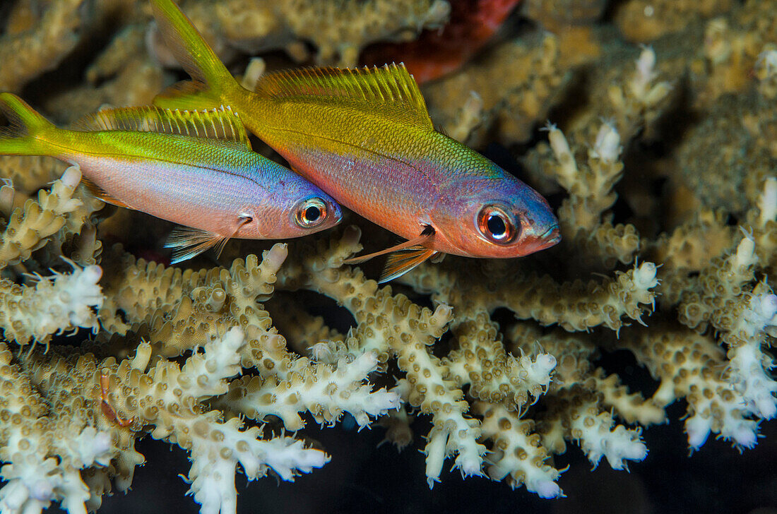 Goby (Gobiidae) pair, Banda Sea, Indonesia