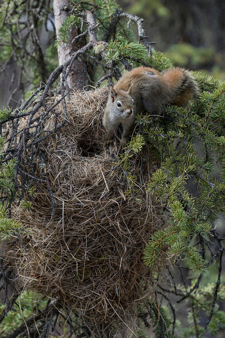 Douglas's Squirrel (Tamiasciurus douglasii) at nest, Alaska
