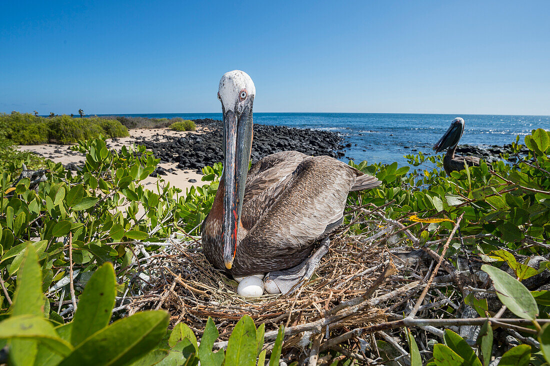 Brown Pelican (Pelecanus occidentalis) on nest with eggs along coast, Santa Cruz Island, Galapagos Islands, Ecuador