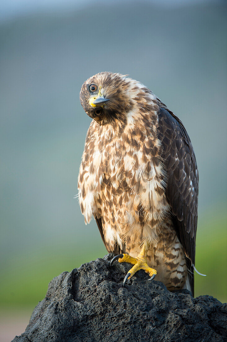 Galapagos Hawk (Buteo galapagoensis), Espumilla Beach, Santiago Island, Galapagos Islands, Ecuador