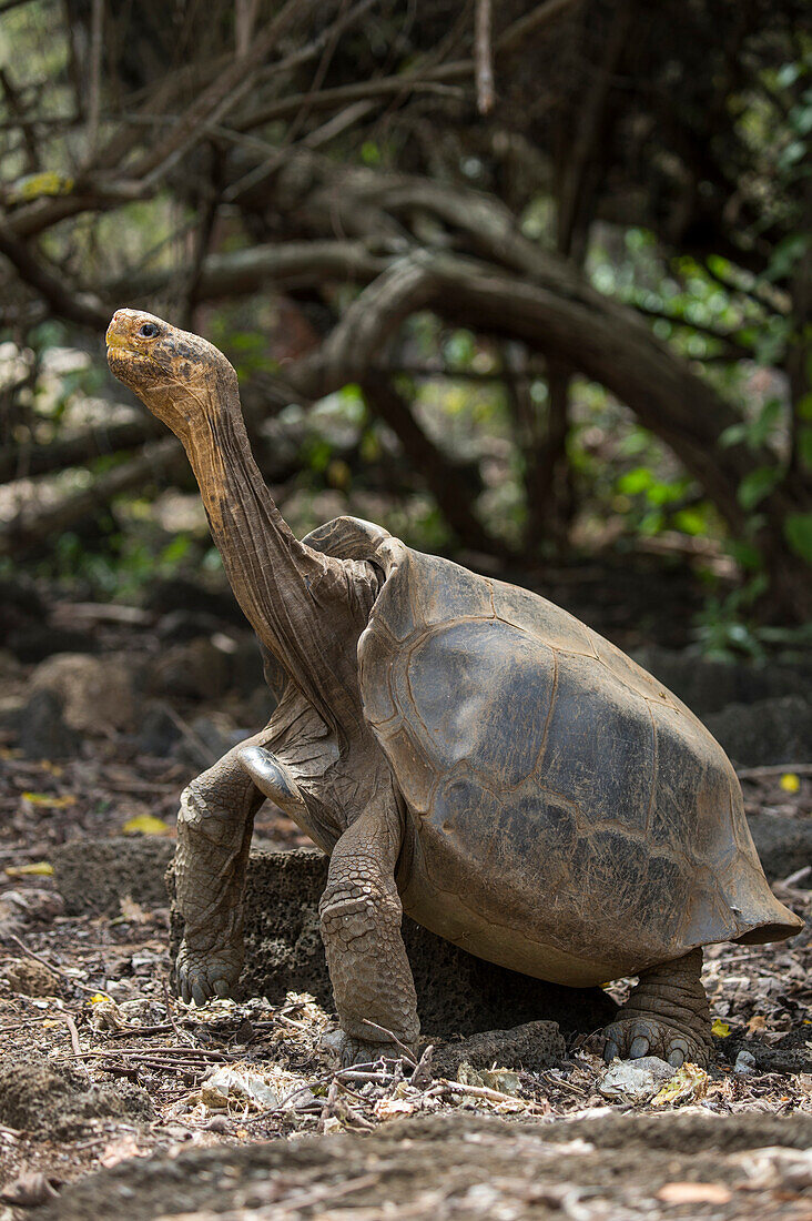 Galapagos Giant Tortoise (Chelonoidis nigra) hybrid with mixed Floreana ancestry, Fausto Llerena Tortoise Center, Santa Cruz Island, Galapagos Islands, Ecuador