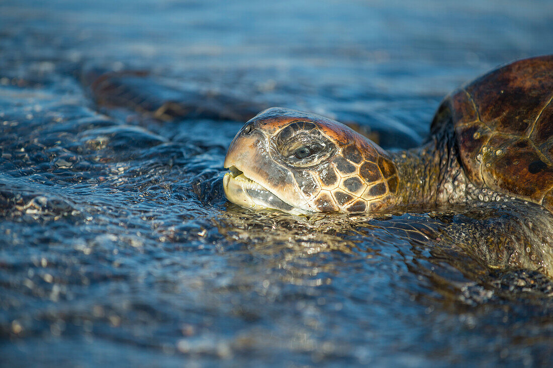 Green Sea Turtle (Chelonia mydas), Punta Espinosa, Fernandina Island, Galapagos Islands, Ecuador