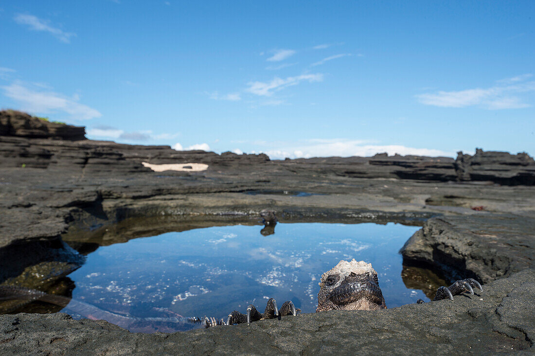 Marine Iguana (Amblyrhynchus cristatus) in tidepool, Puerto Egas, Santiago Island, Galapagos Islands, Ecuador