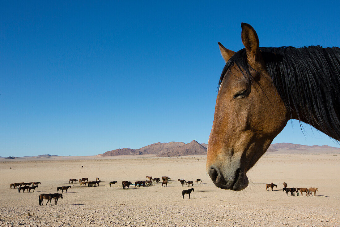 Namib Desert Horse (Equus caballus) group in desert at watering trough, Namib-Naukluft National Park, Namibia