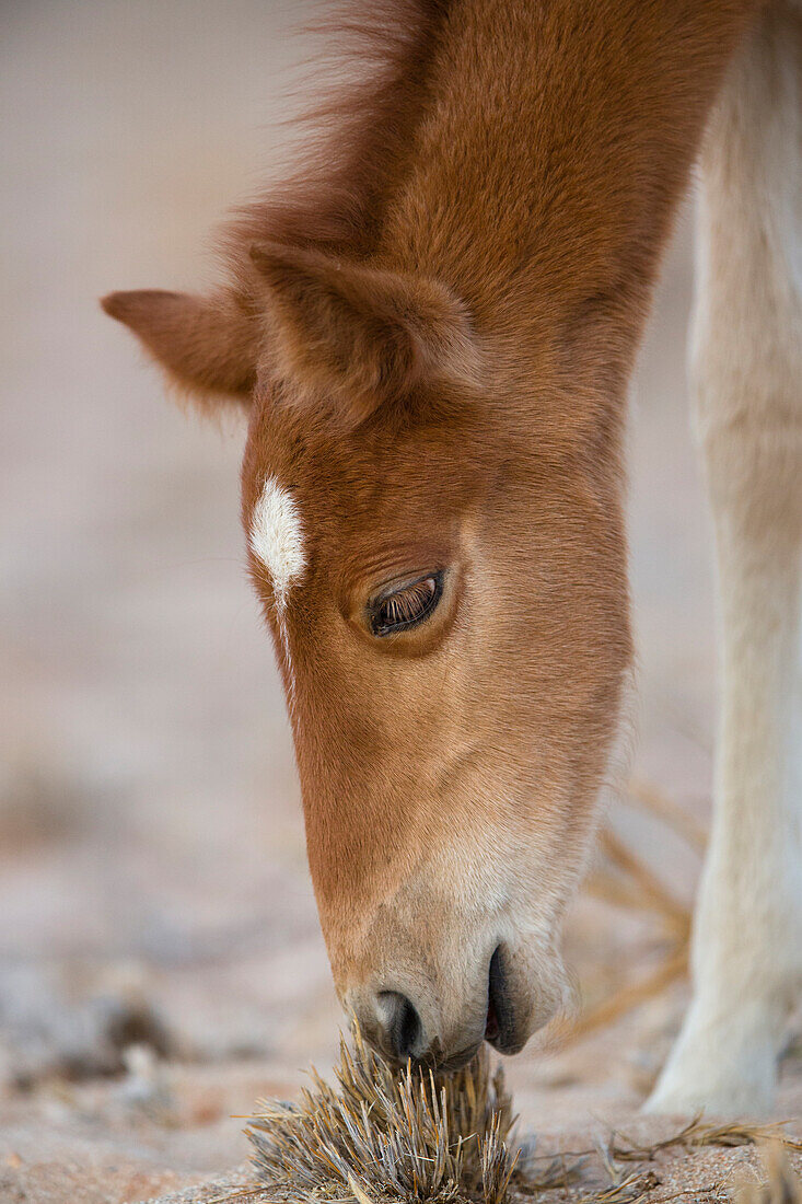 Namib Desert Horse (Equus caballus) foal grazing, Namib-Naukluft National Park, Namibia